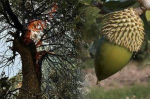 سوغات های گیاهی -گیاهان دارویی- بلوط-بلیت