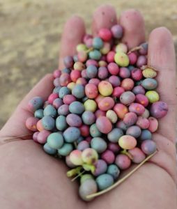 سوغات های خوراکی- بن- بنه(پسته کوهی)