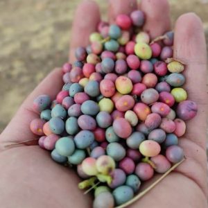 سوغات های خوراکی- بن- بنه(پسته کوهی)